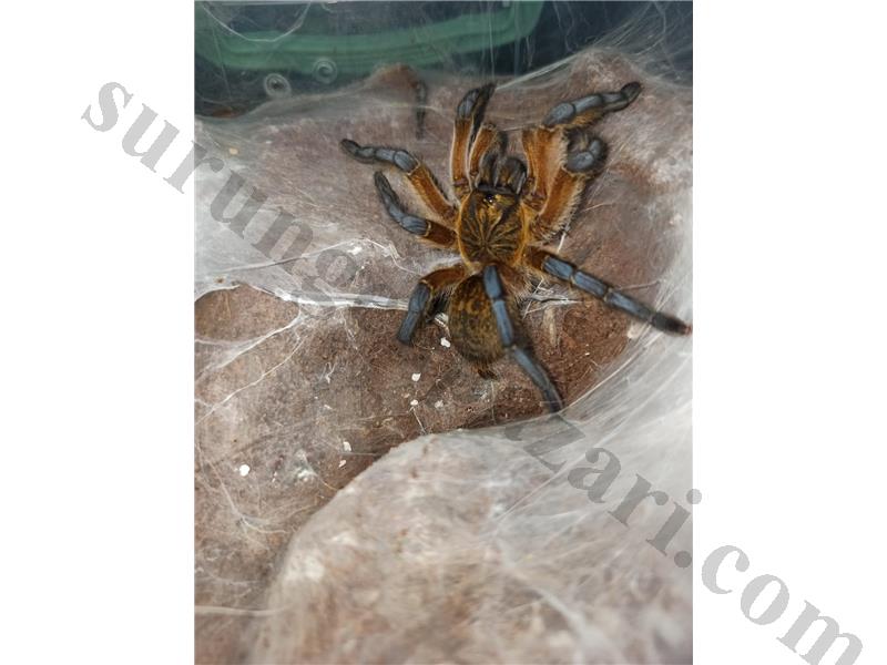 Harpactira pulchripes